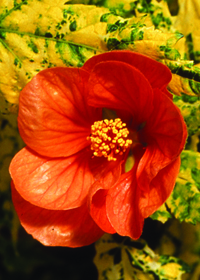 Abutilon pictum 'Thompsonii'